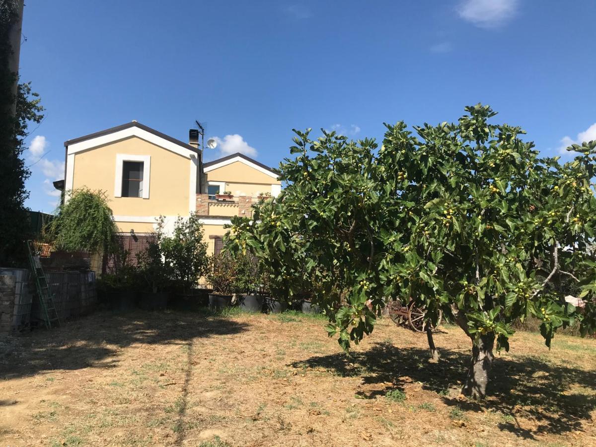 Casale Vincenzo * Collecorvino